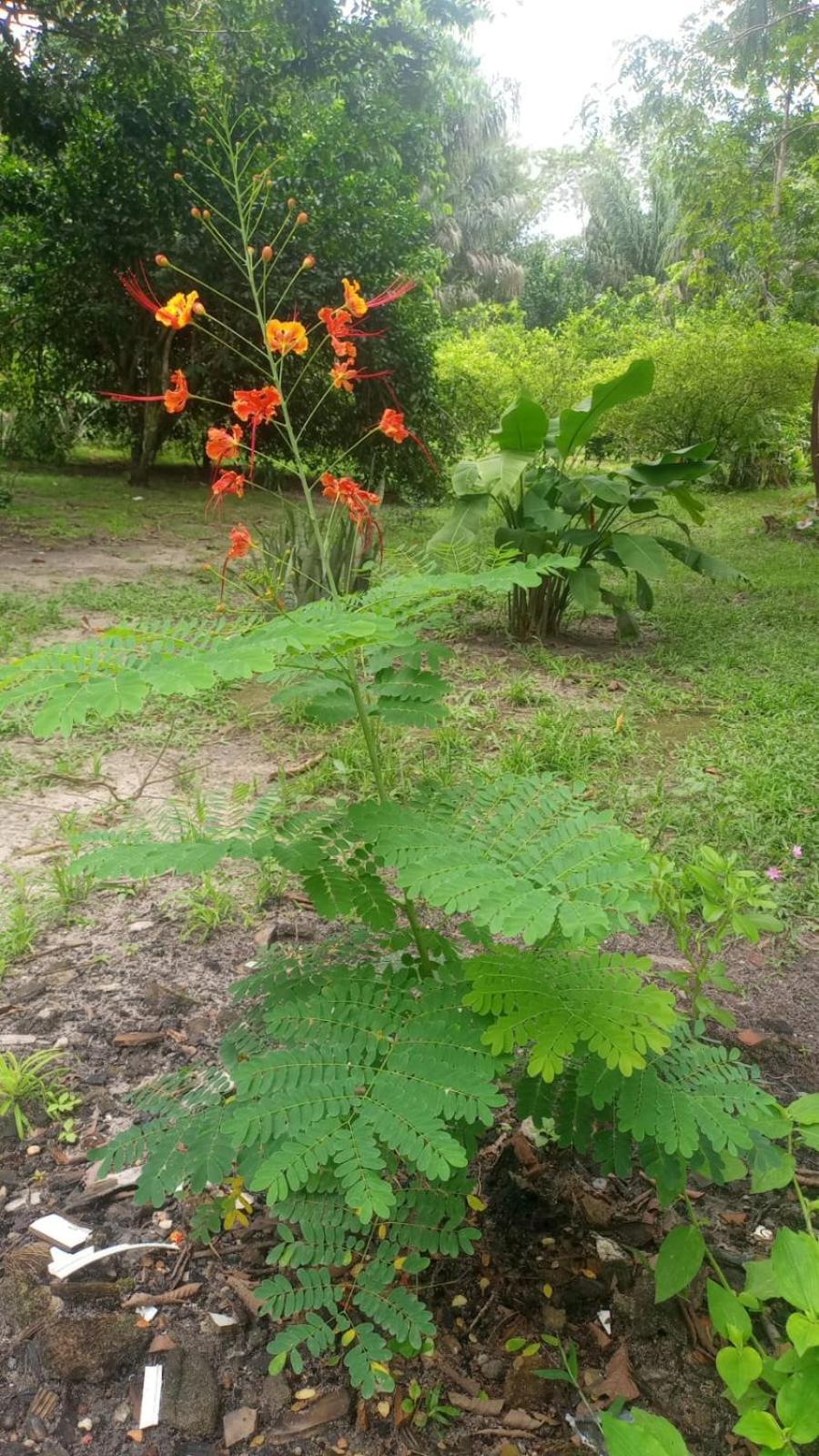 מלון מוסקיירו Eco Sitio O Labirinto Do Fauno מראה חיצוני תמונה