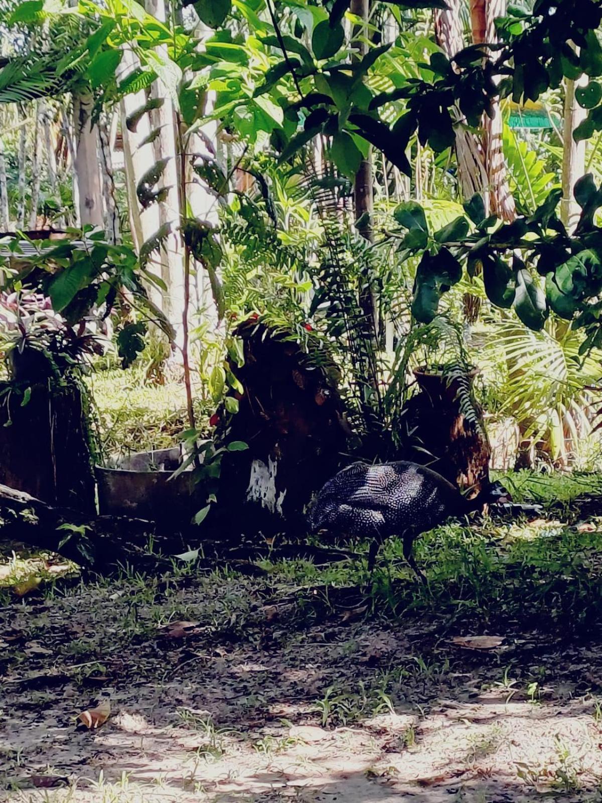מלון מוסקיירו Eco Sitio O Labirinto Do Fauno מראה חיצוני תמונה